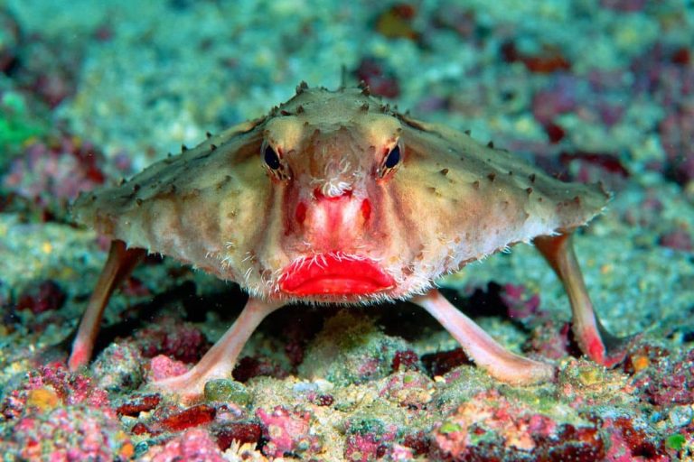 red-lipped-bat-fish