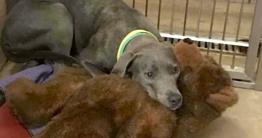 Dog Abandoned With A Teddy Bear Finds New Father Who’d Never Leave Her