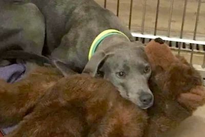 Dog Abandoned With A Teddy Bear Finds New Father Who’d Never Leave Her