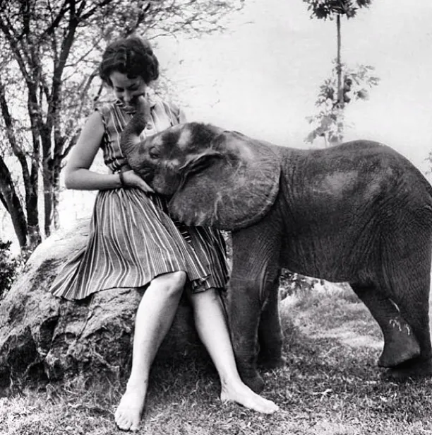 Everyone told Daphne Sheldrick it was impossible to save orphaned elephants. She ignored them and saved 2,089 anyway. 