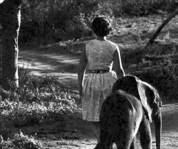 Why do wild elephants keep coming back to visit this one woman?