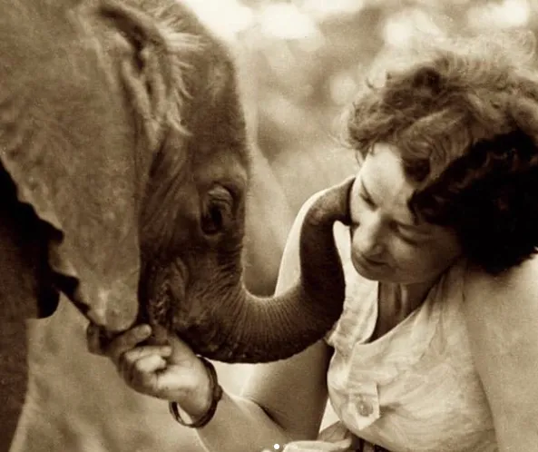 Elephants die of broken hearts. Daphne had to sleep in the stables to keep them from giving up on life.